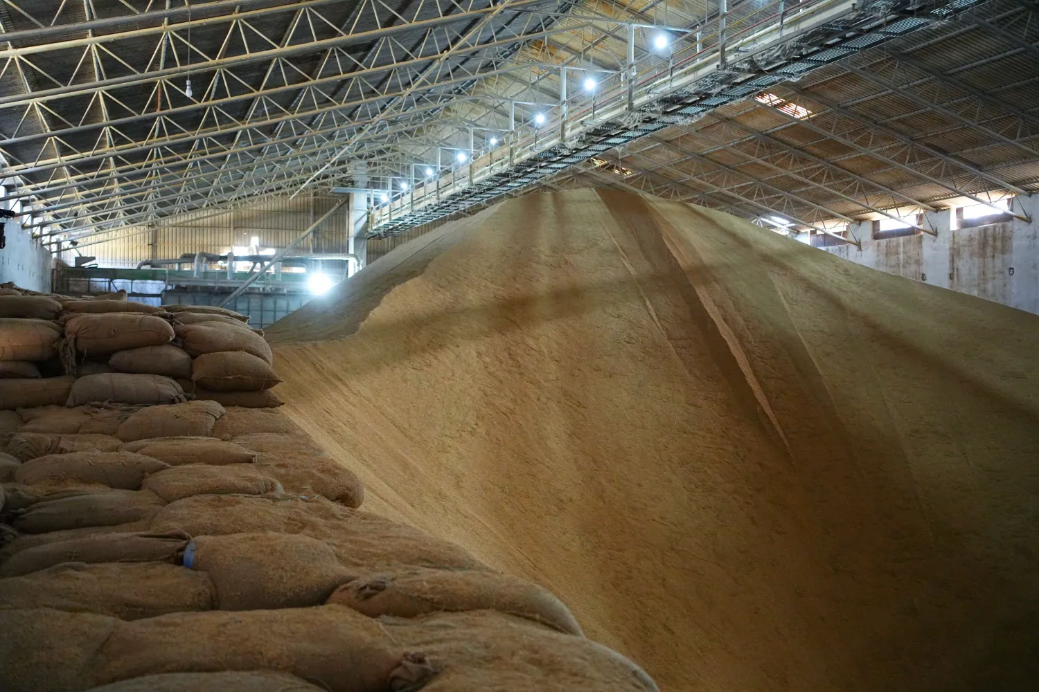 Paddy held in bulk, not in stacks